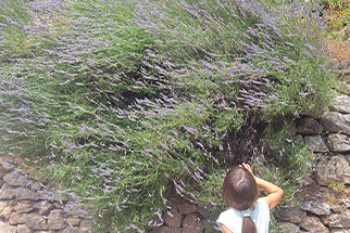 School in the Forest! Vargiani 2026!